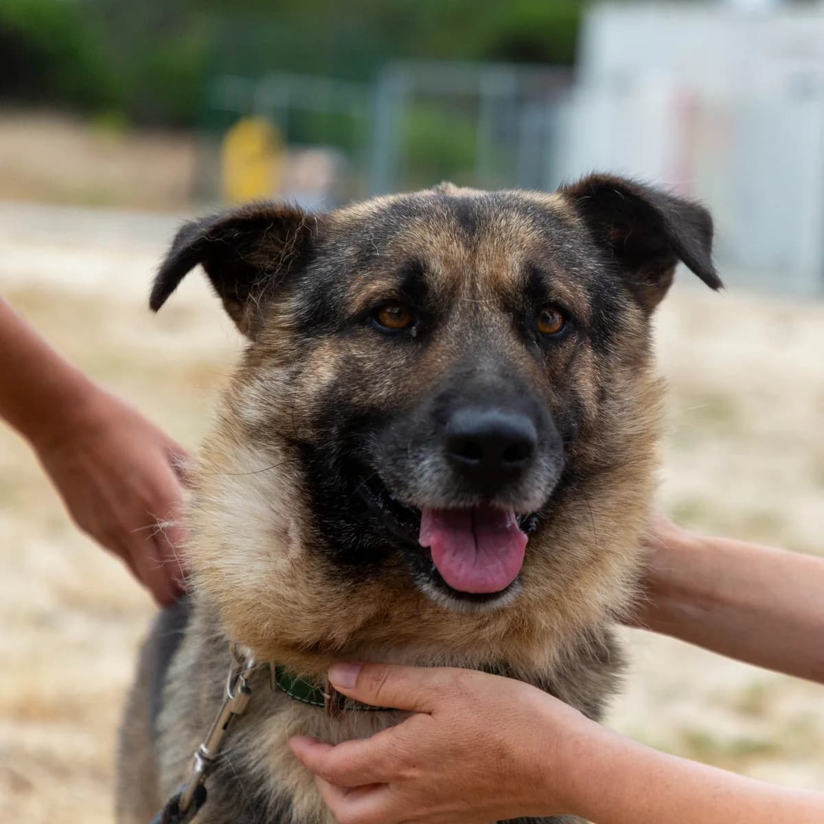 Jack, male Mixed Breed for adoption at Abrigo de Carinho