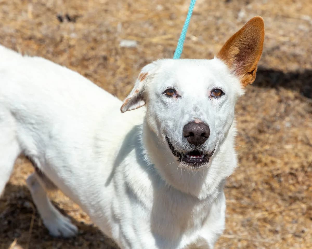 Henry, male Mixed Breed for adoption at Abrigo de Carinho