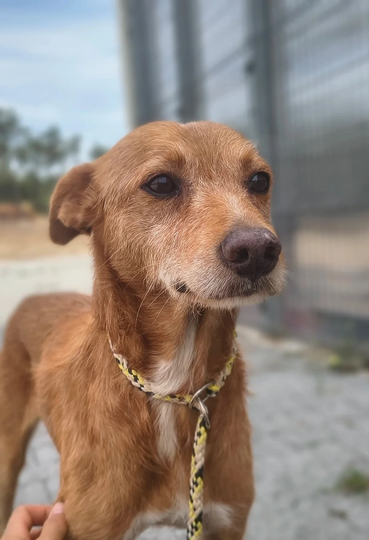 Damião, male young Mixed Breed for adoption at Abrigo de Carinho