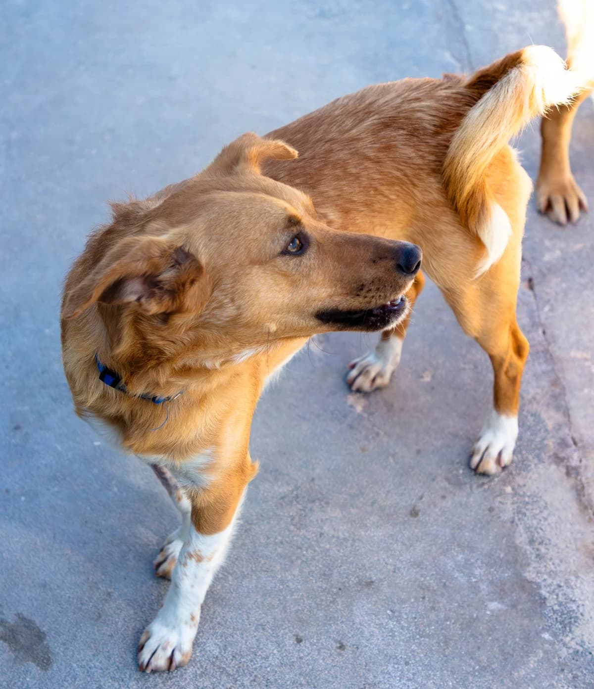 Faisca, male Mixed Breed for adoption at Abrigo de Carinho