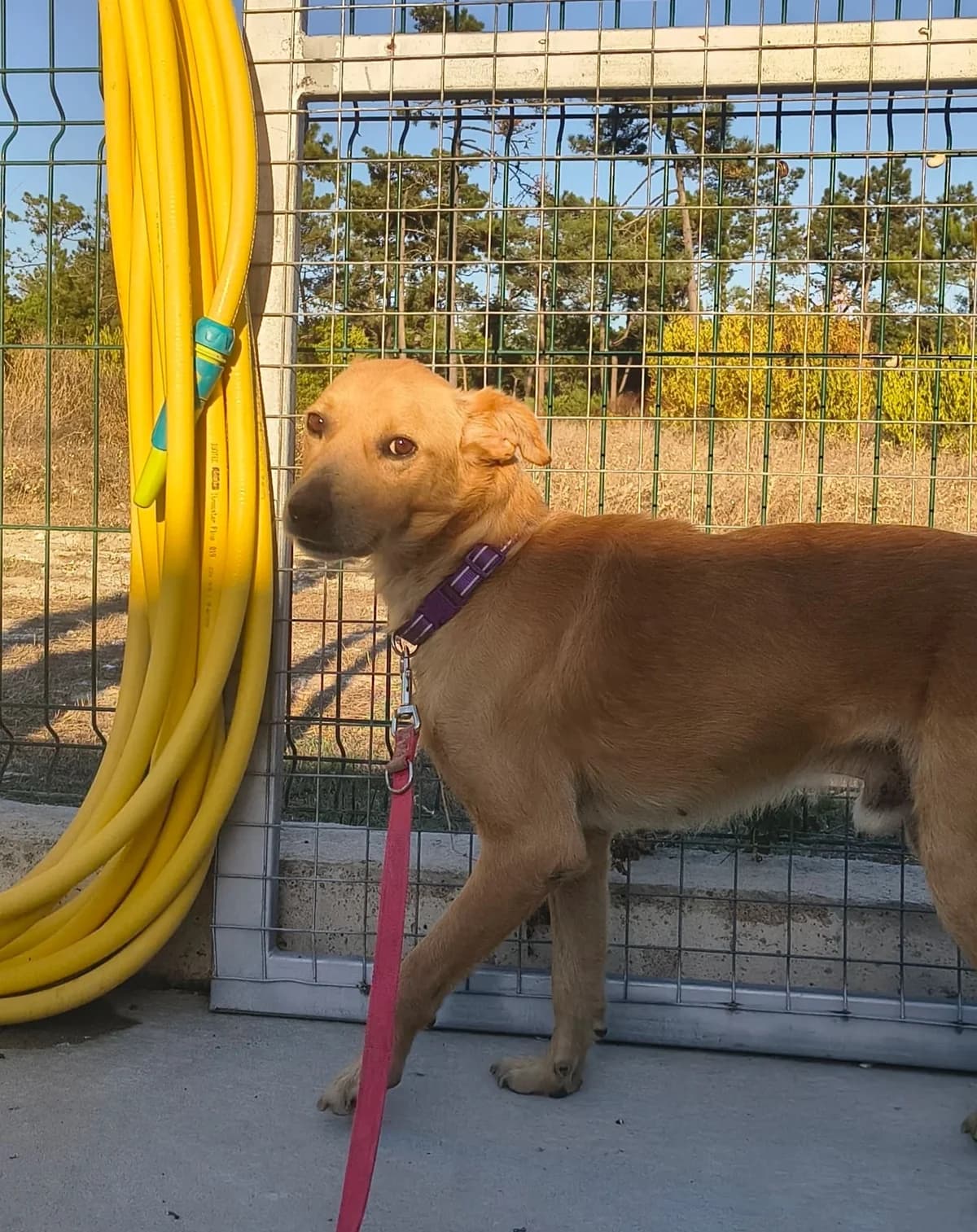 Tobias, male Mixed Breed for adoption at Abrigo de Carinho