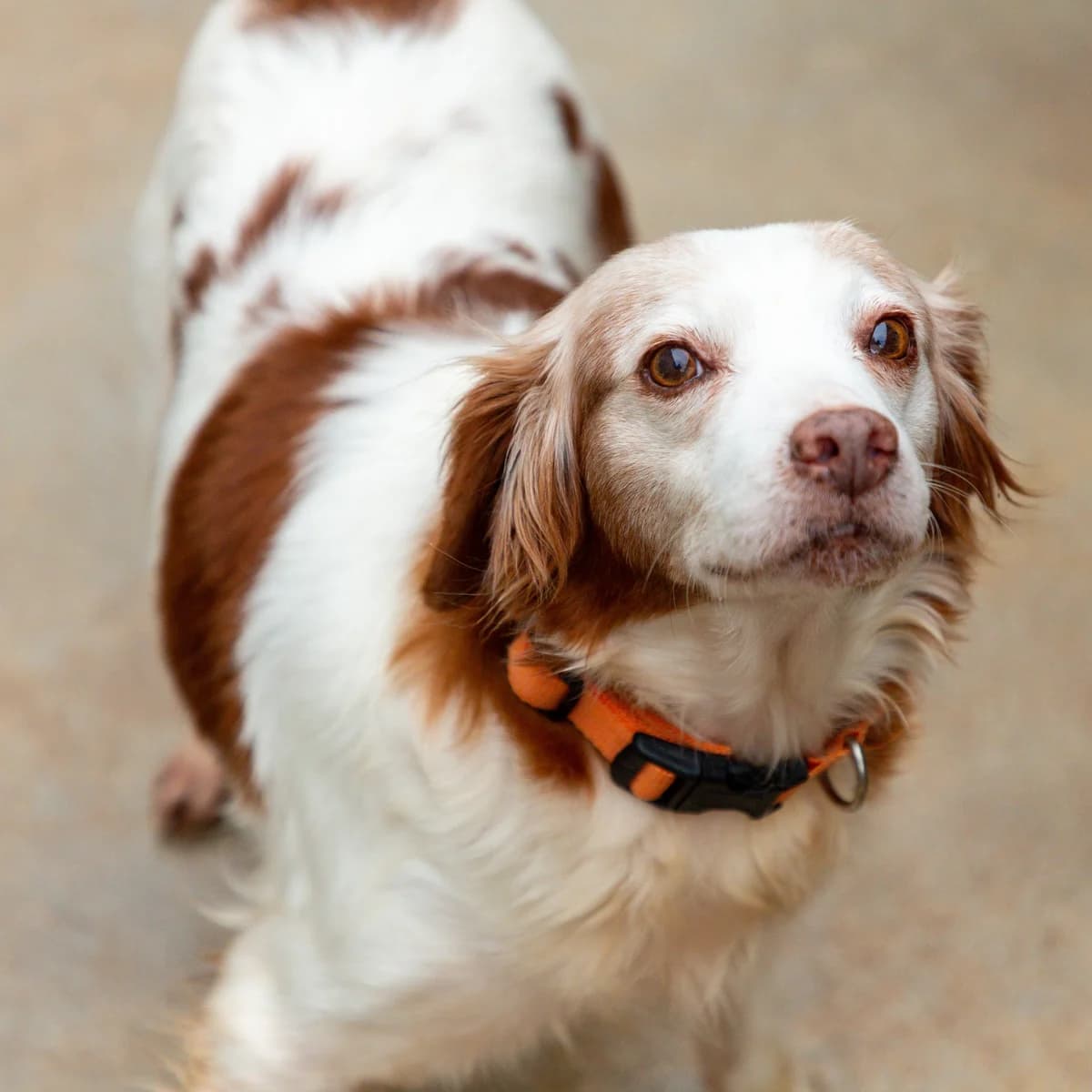 Olga, female senior Mixed Breed for adoption at Abrigo de Carinho