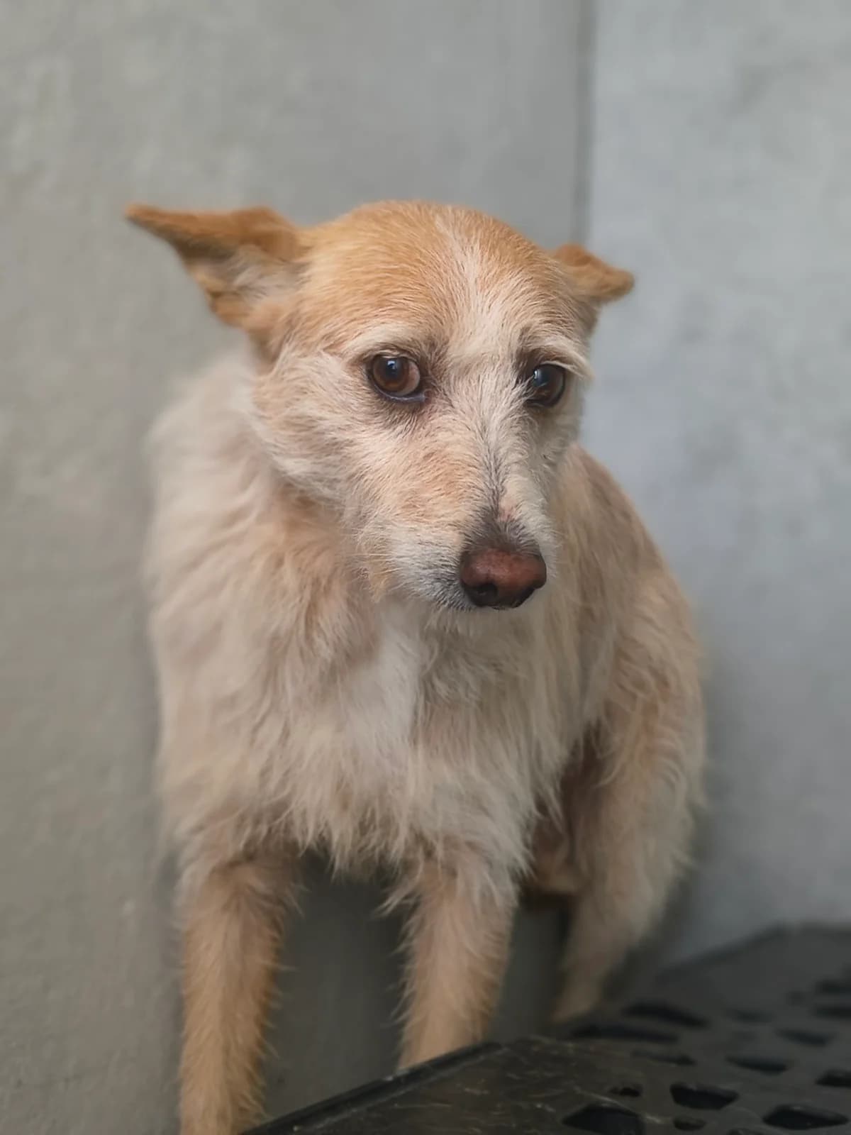 Vouga, male 3yo Mixed Breed for adoption at Abrigo de Carinho