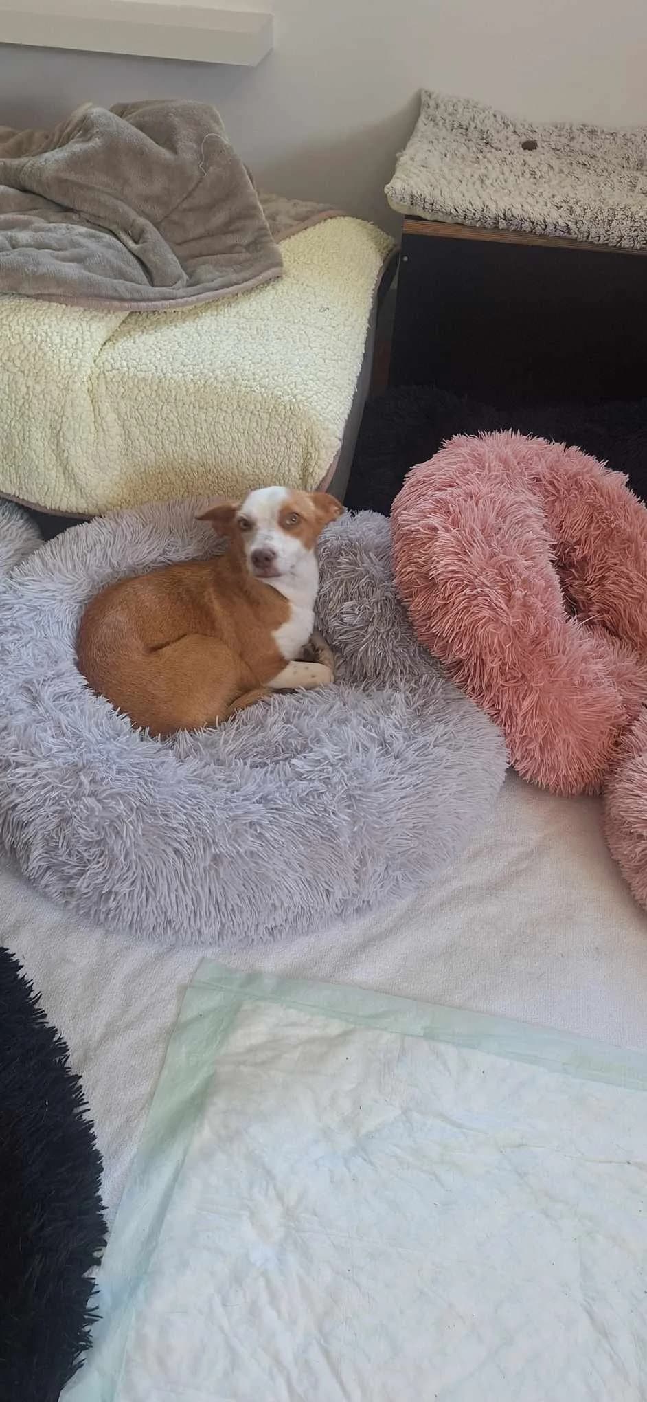 Amélia, female young Mixed Breed for adoption at Abrigo de Carinho