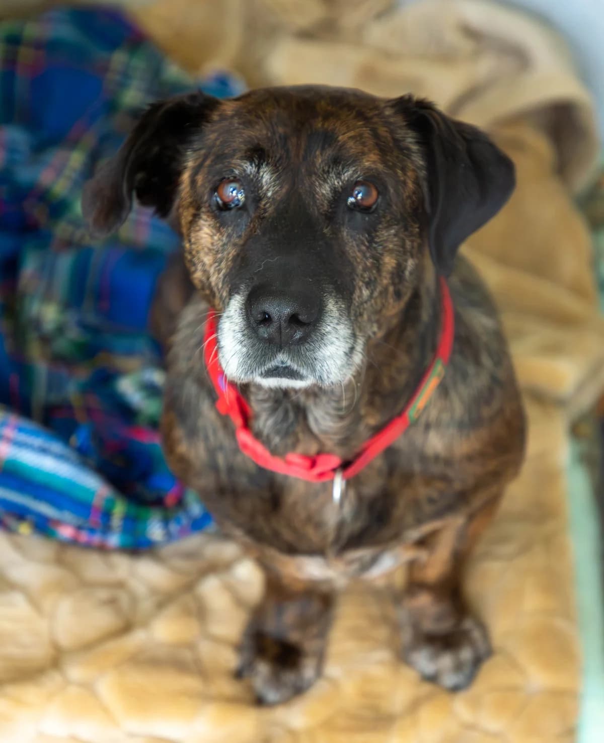 Camomila, female Mixed Breed for adoption at Abrigo de Carinho