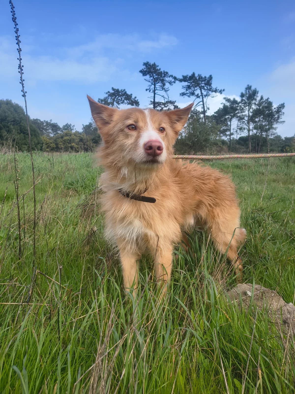 Queijo, male Mixed Breed for adoption at Abrigo de Carinho