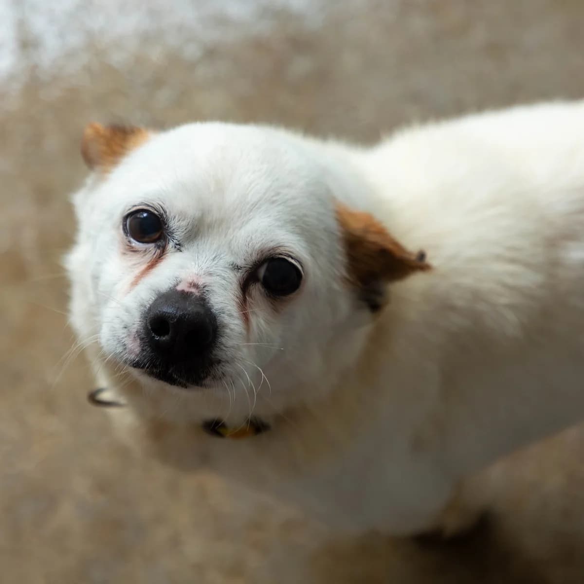 Rufus, male Mixed Breed for adoption at Abrigo de Carinho