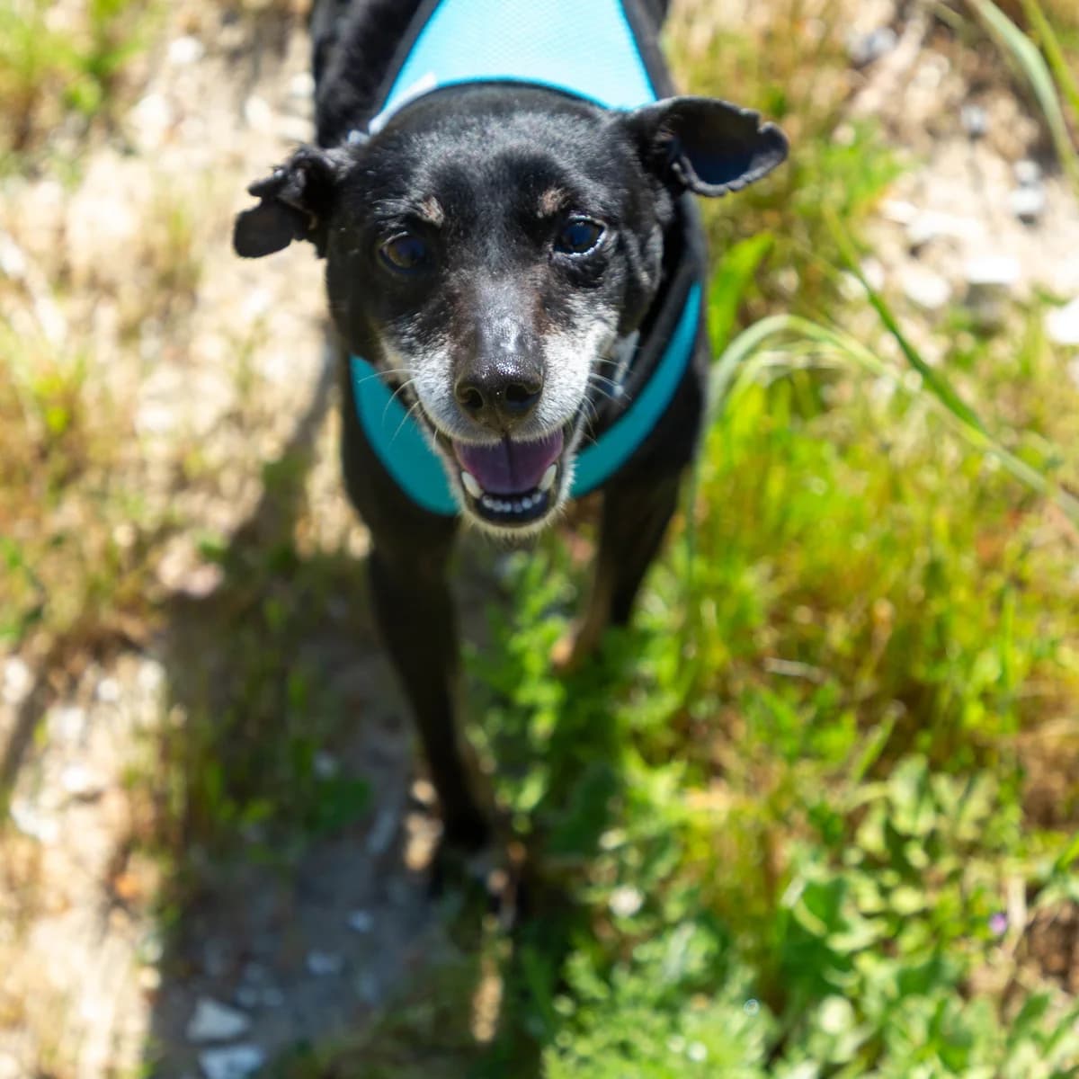 Tião, male Mixed Breed for adoption at Abrigo de Carinho
