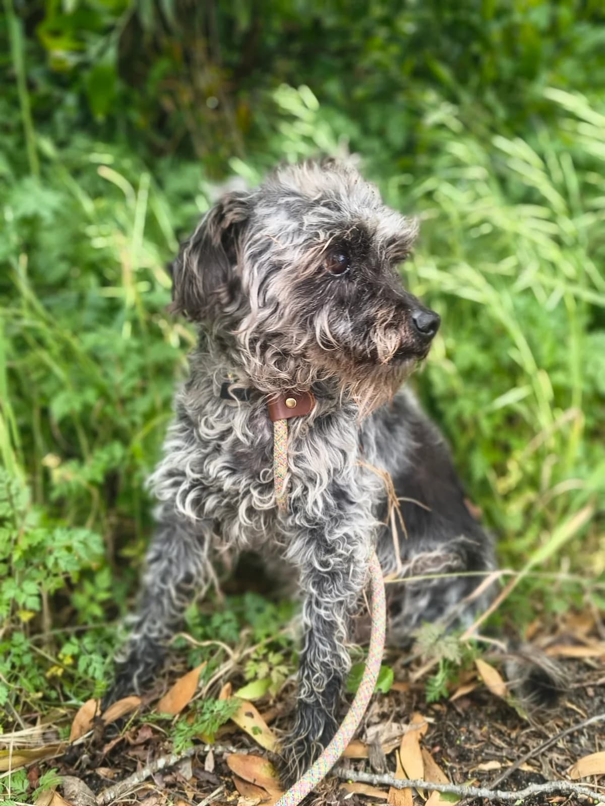 Carlota, female Mixed Breed for adoption at Abrigo de Carinho