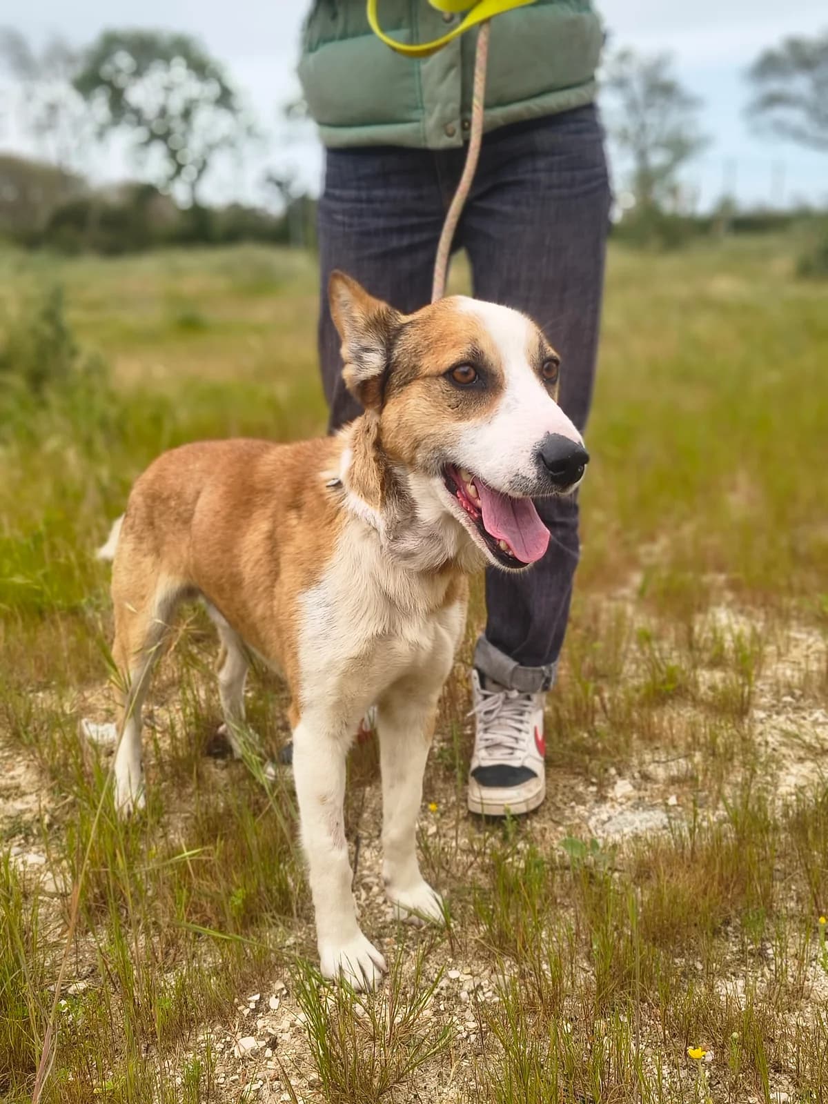 Crespim, male Mixed Breed for adoption at Abrigo de Carinho