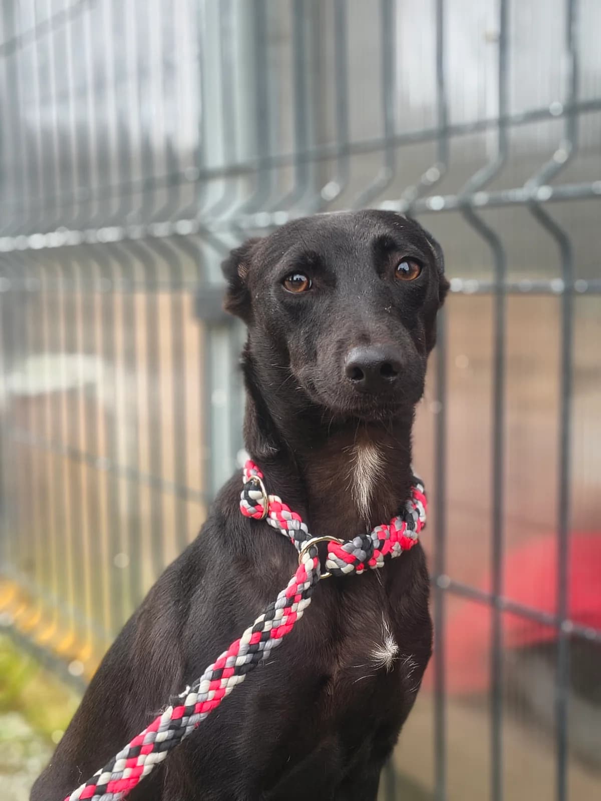 Negrita, female Mixed Breed for adoption at Abrigo de Carinho