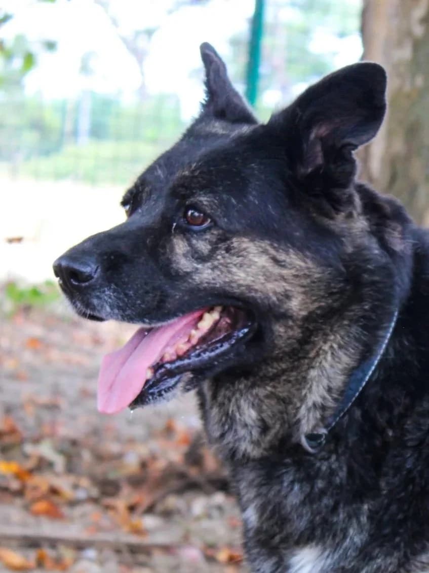 Indie, female Mixed Breed for adoption at Abrigo de Carinho