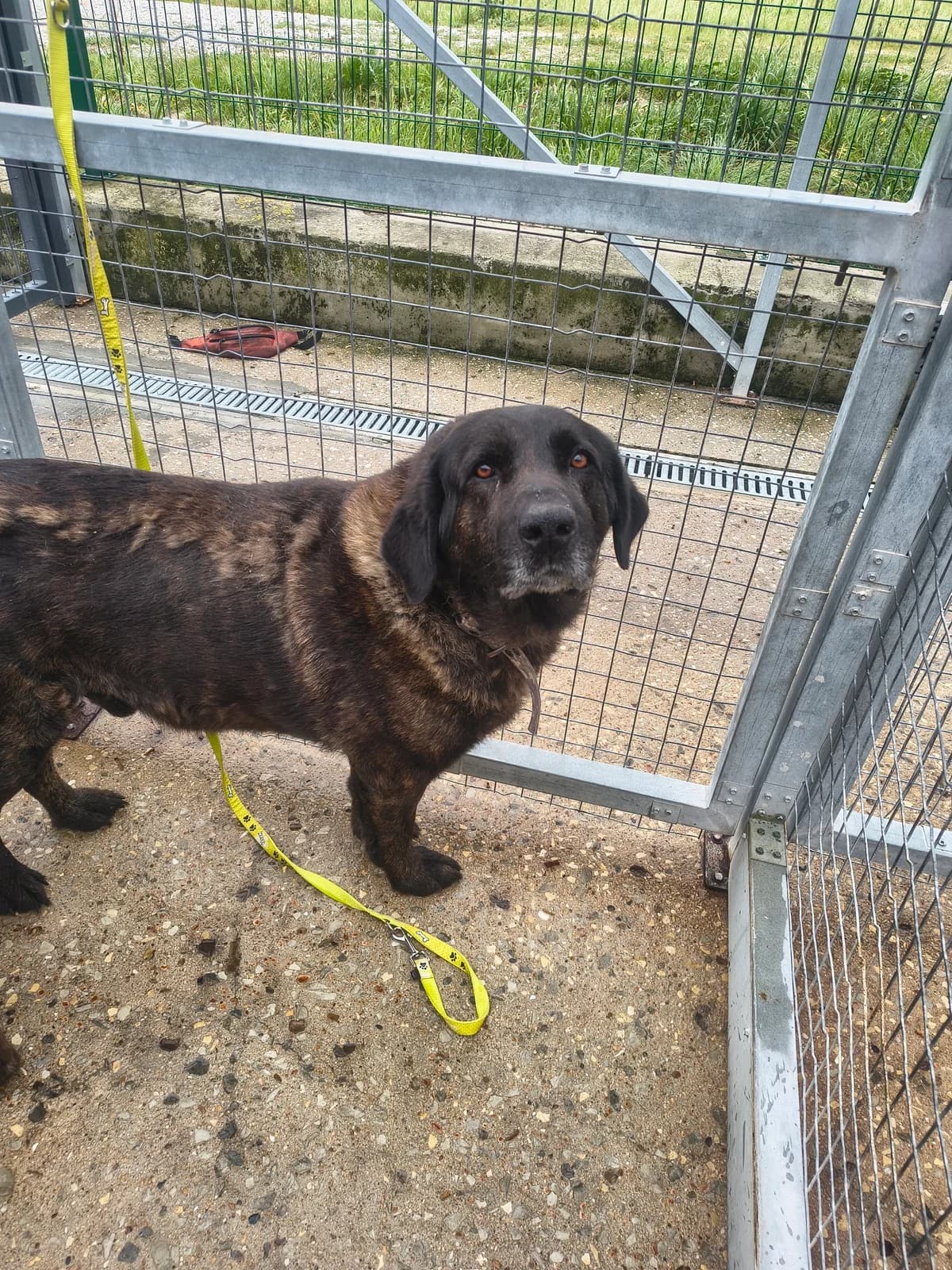 Luso, male Mixed Breed for adoption at Abrigo de Carinho