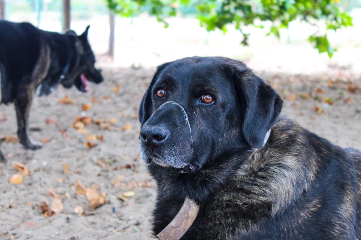Luso, male Mixed Breed for adoption at Abrigo de Carinho