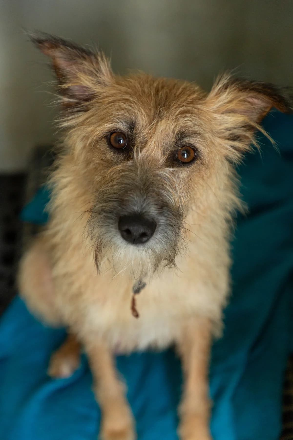 Sia, female Mixed Breed for adoption at Abrigo de Carinho