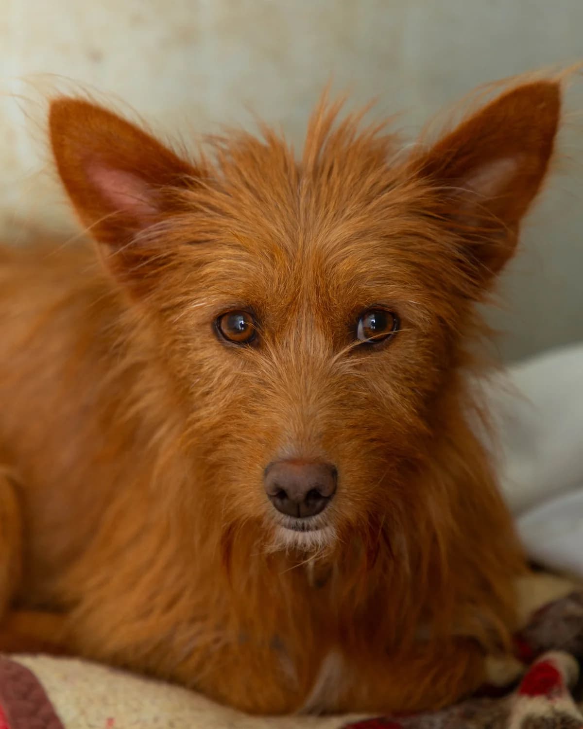 Ingrid, female Mixed Breed for adoption at Abrigo de Carinho