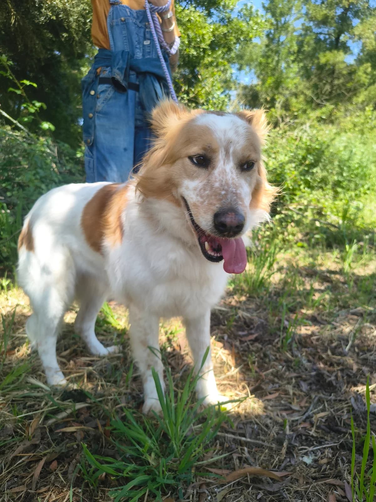 Sophia, female Mixed Breed for adoption at Abrigo de Carinho