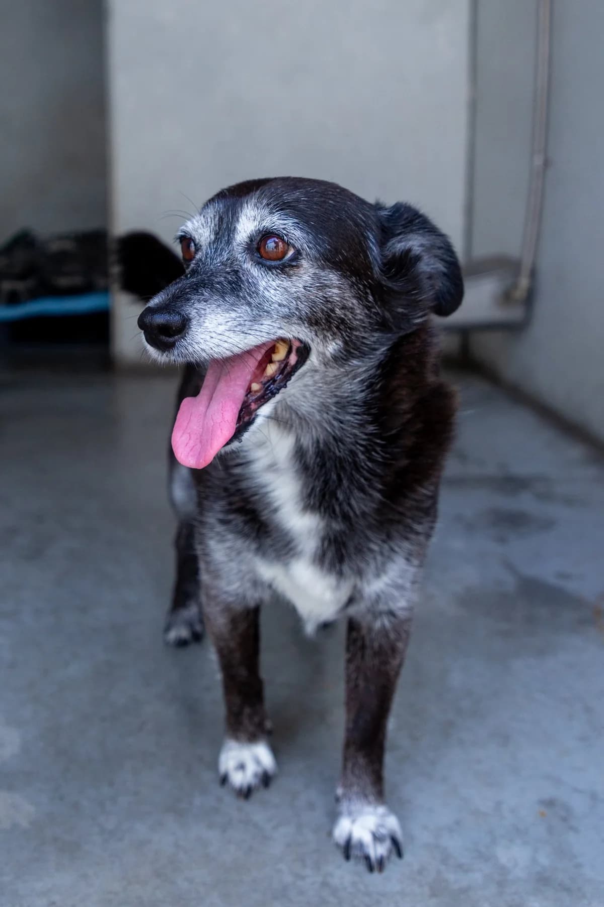 Glória, female Mixed Breed for adoption at Abrigo de Carinho