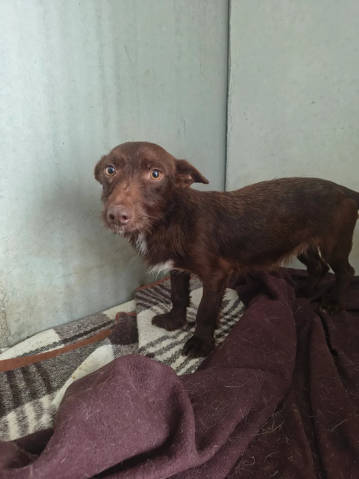 Júlia, female Mixed Breed for adoption at Abrigo de Carinho