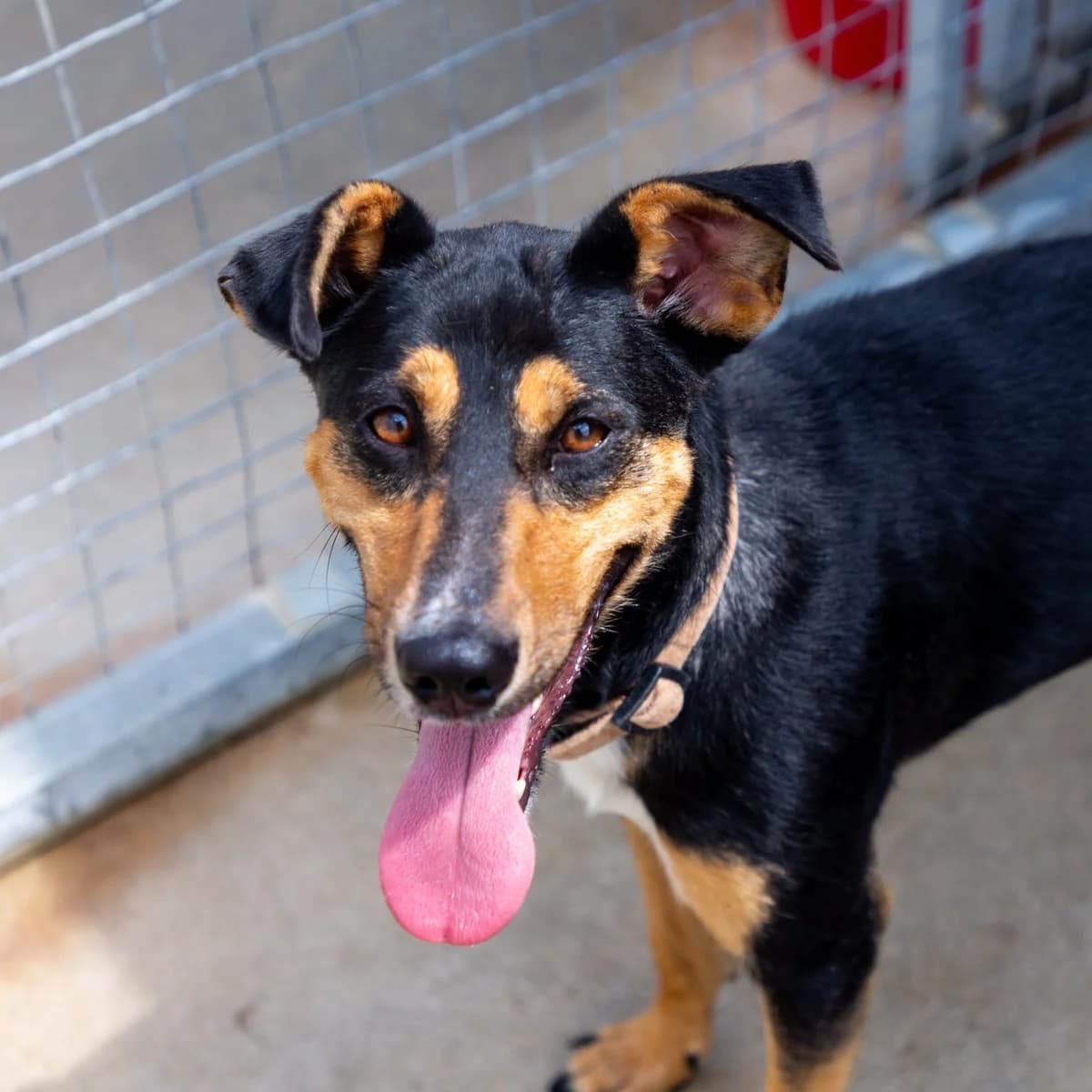 Lucky, female Mixed Breed for adoption at Abrigo de Carinho