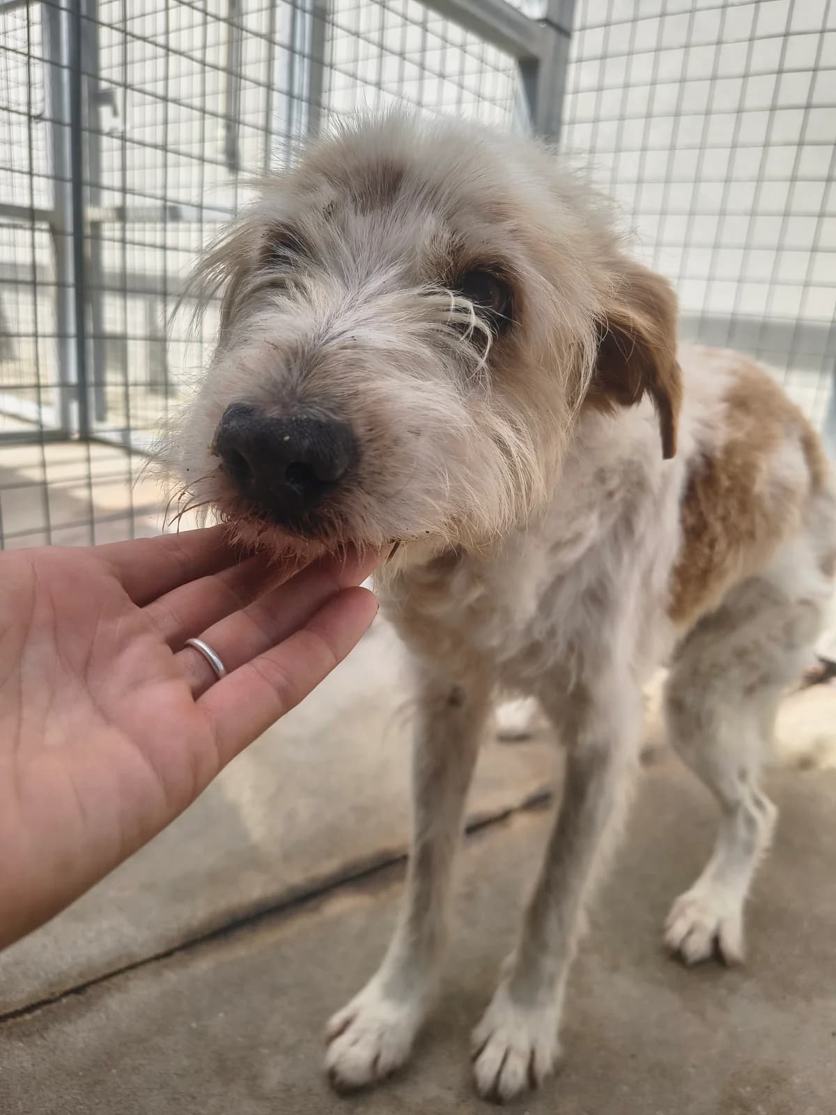 Timóteo, male Mixed Breed for adoption at Abrigo de Carinho