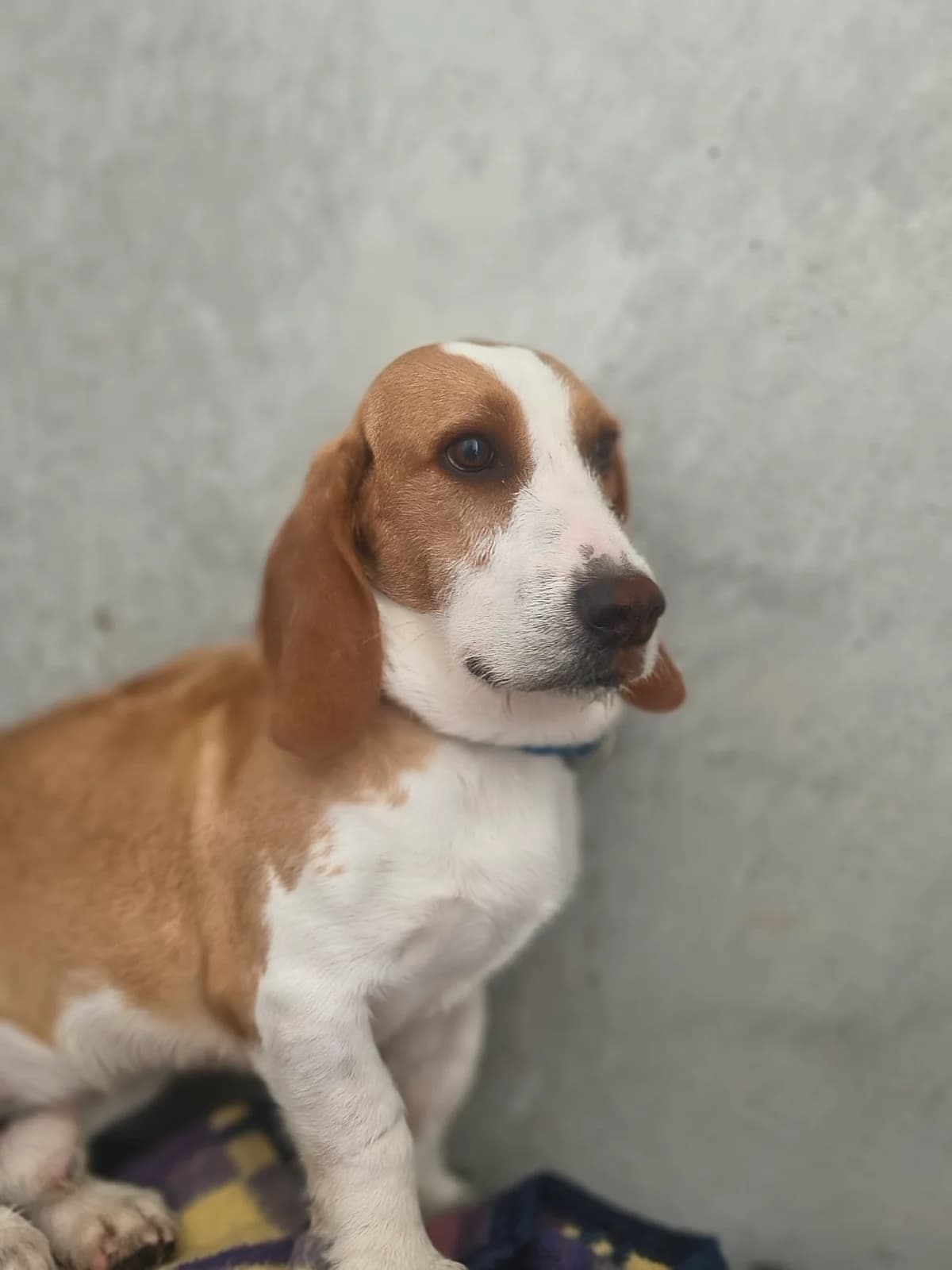 Hércules, male Mixed Breed for adoption at Abrigo de Carinho