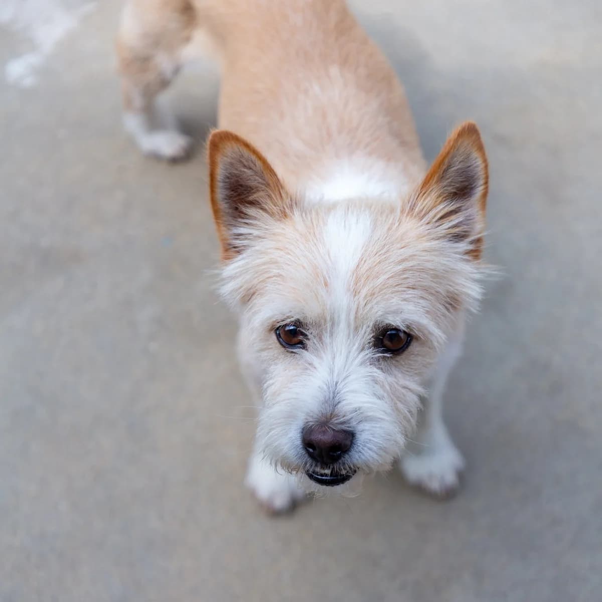 Fofinho, male Mixed Breed for adoption at Abrigo de Carinho