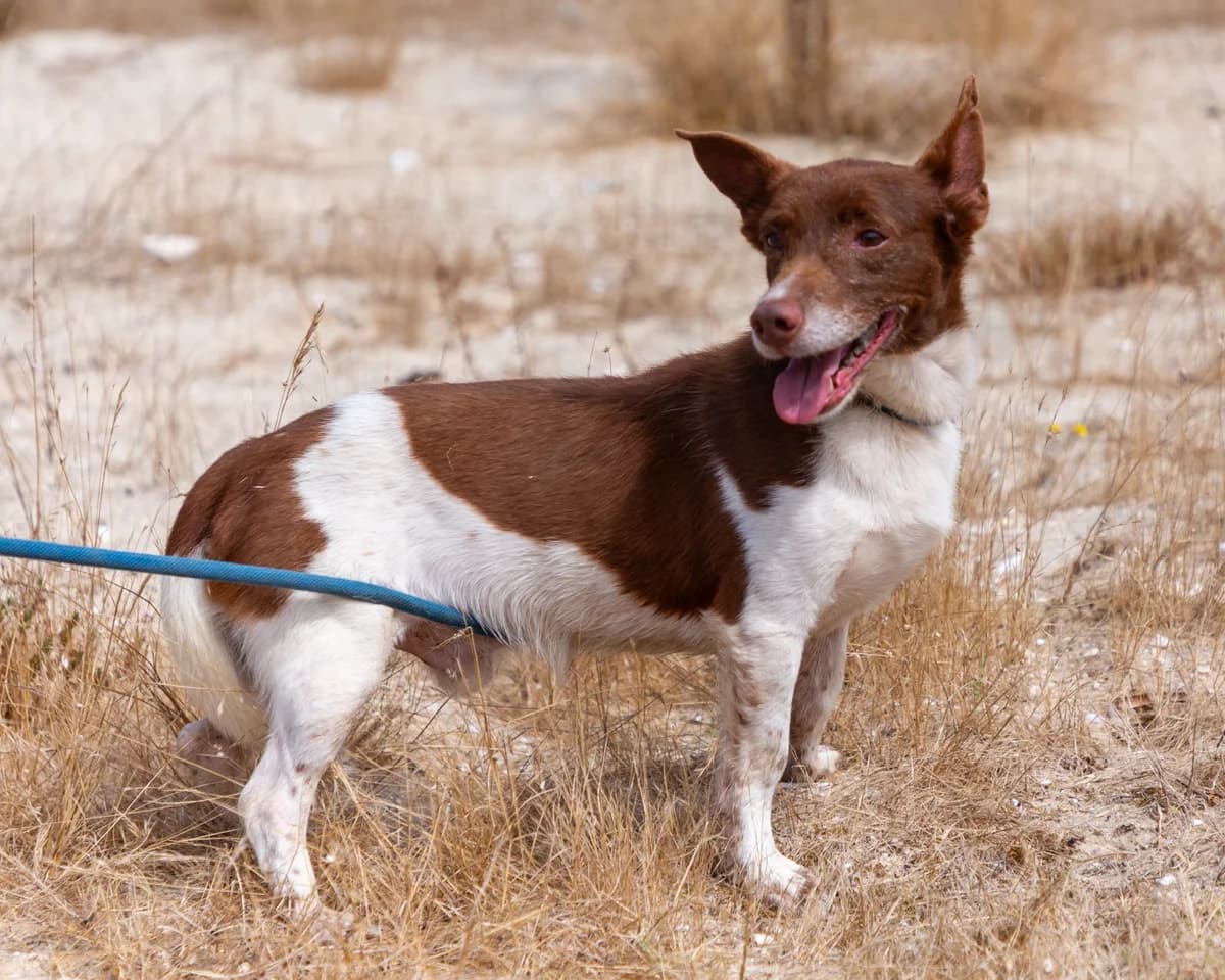 Sebastiao, male Mixed Breed for adoption at Abrigo de Carinho