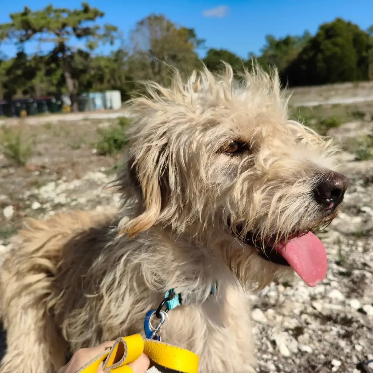 Belém, female Mixed Breed for adoption at Abrigo de Carinho