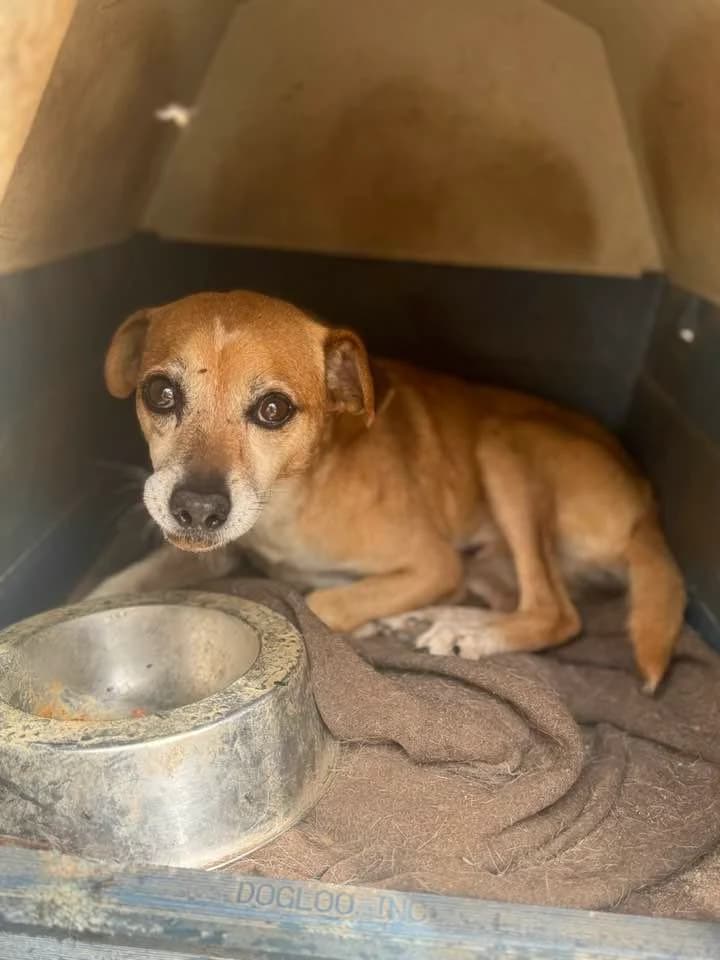 Companheiro, male senior mixed breed for adoption at Abrigo Associação