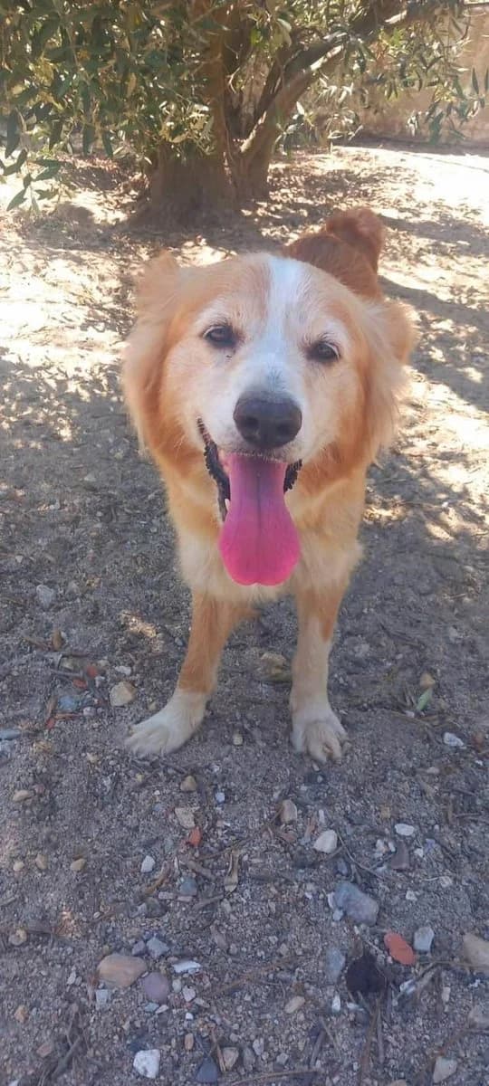Cristal, female mixed breed for adoption at Abrigo Associação