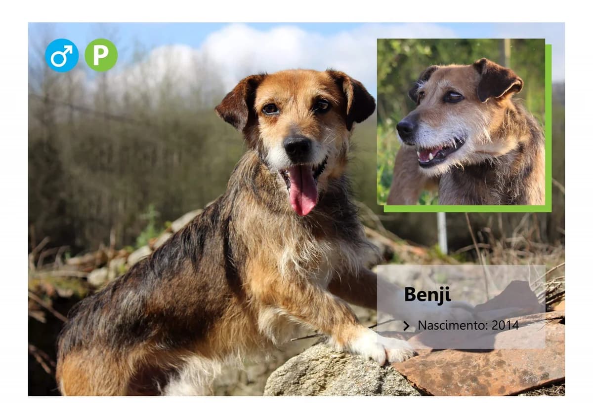 Benji, Mixed Breed for adoption at ADAAVV