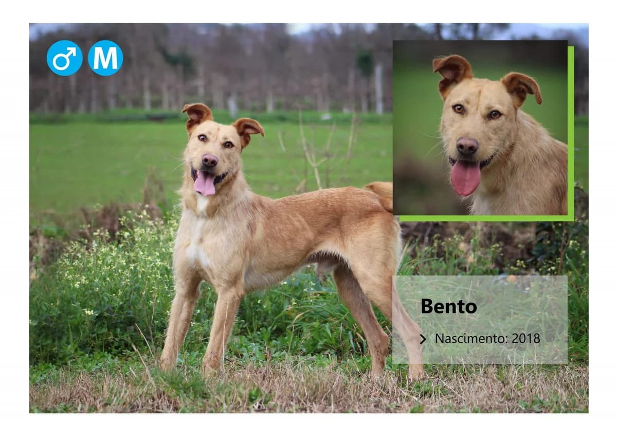 Bento, Mixed Breed for adoption at ADAAVV