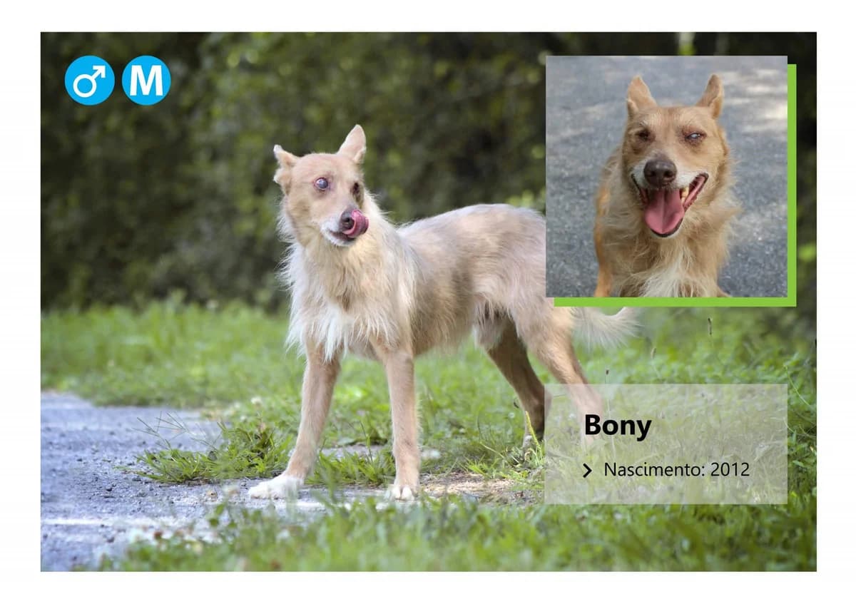 Benji, Mixed Breed for adoption at ADAAVV