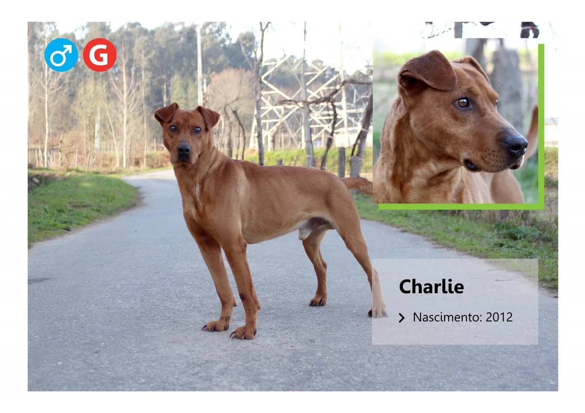 Charlie, Mixed Breed for adoption at ADAAVV