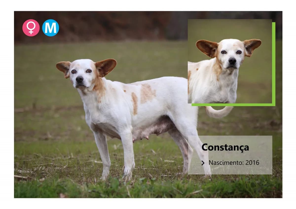 constanƧa, Mixed Breed for adoption at ADAAVV