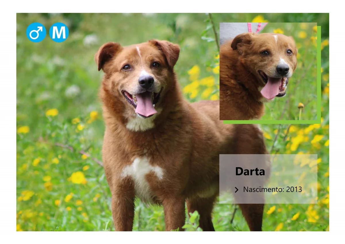 Darta, Mixed Breed for adoption at ADAAVV