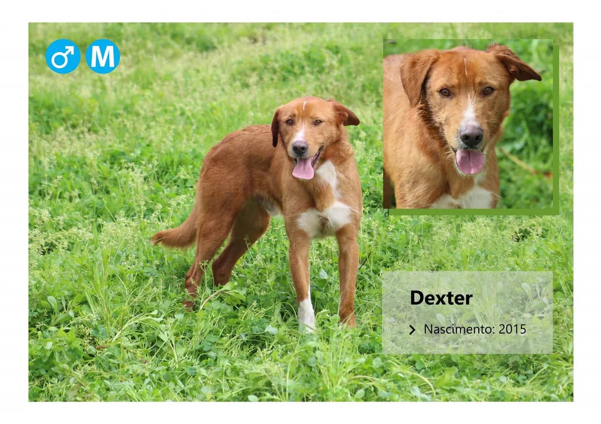 Dexter, Mixed Breed for adoption at ADAAVV