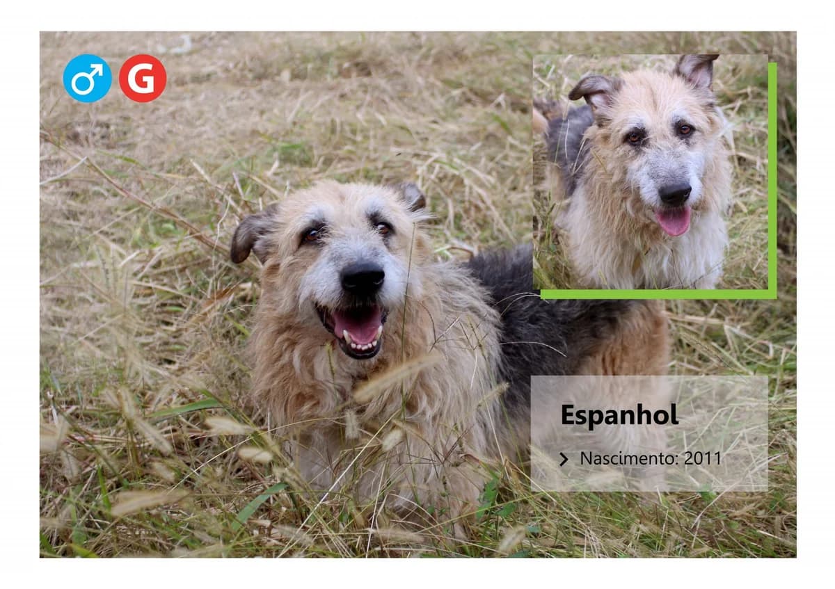 Espanhol, Mixed Breed for adoption at ADAAVV