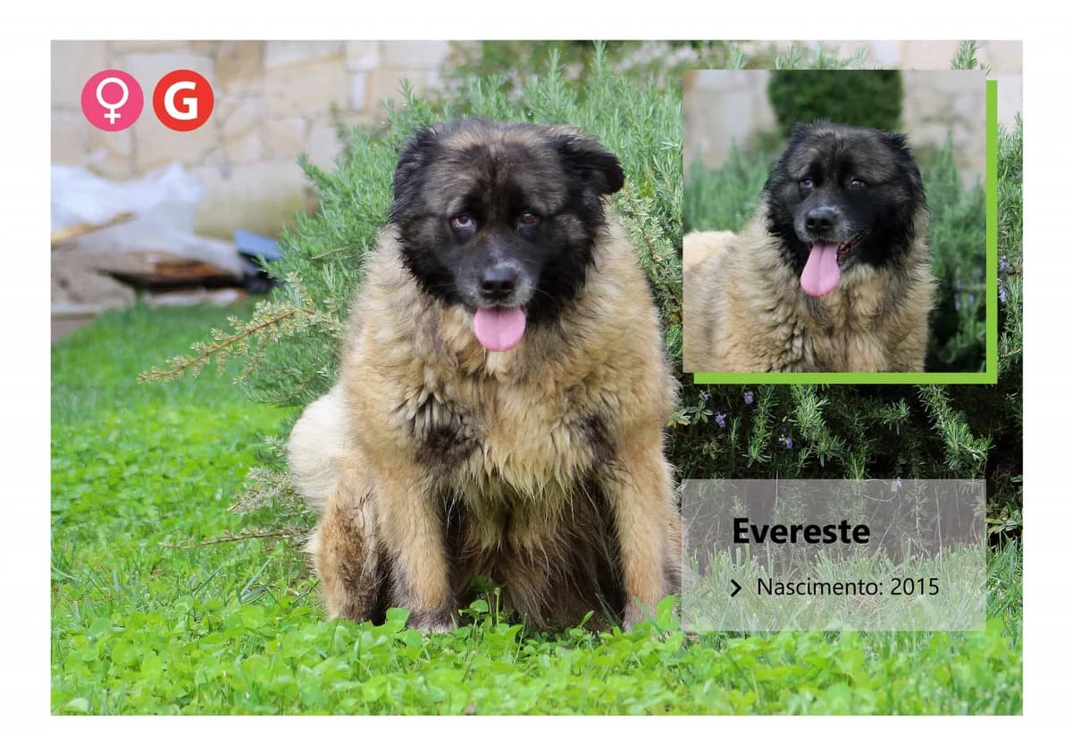 Evereste, Mixed Breed for adoption at ADAAVV