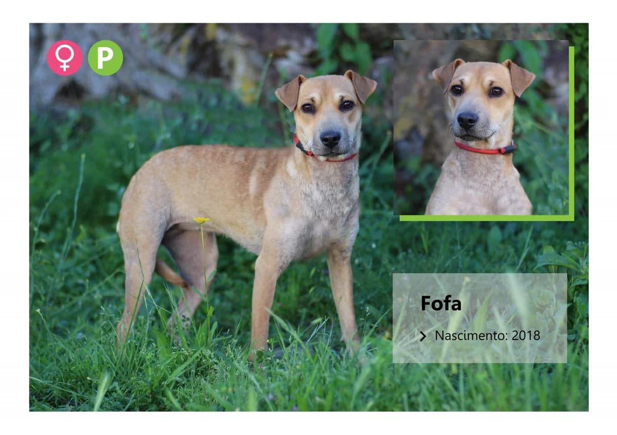 fofa, Mixed Breed for adoption at ADAAVV