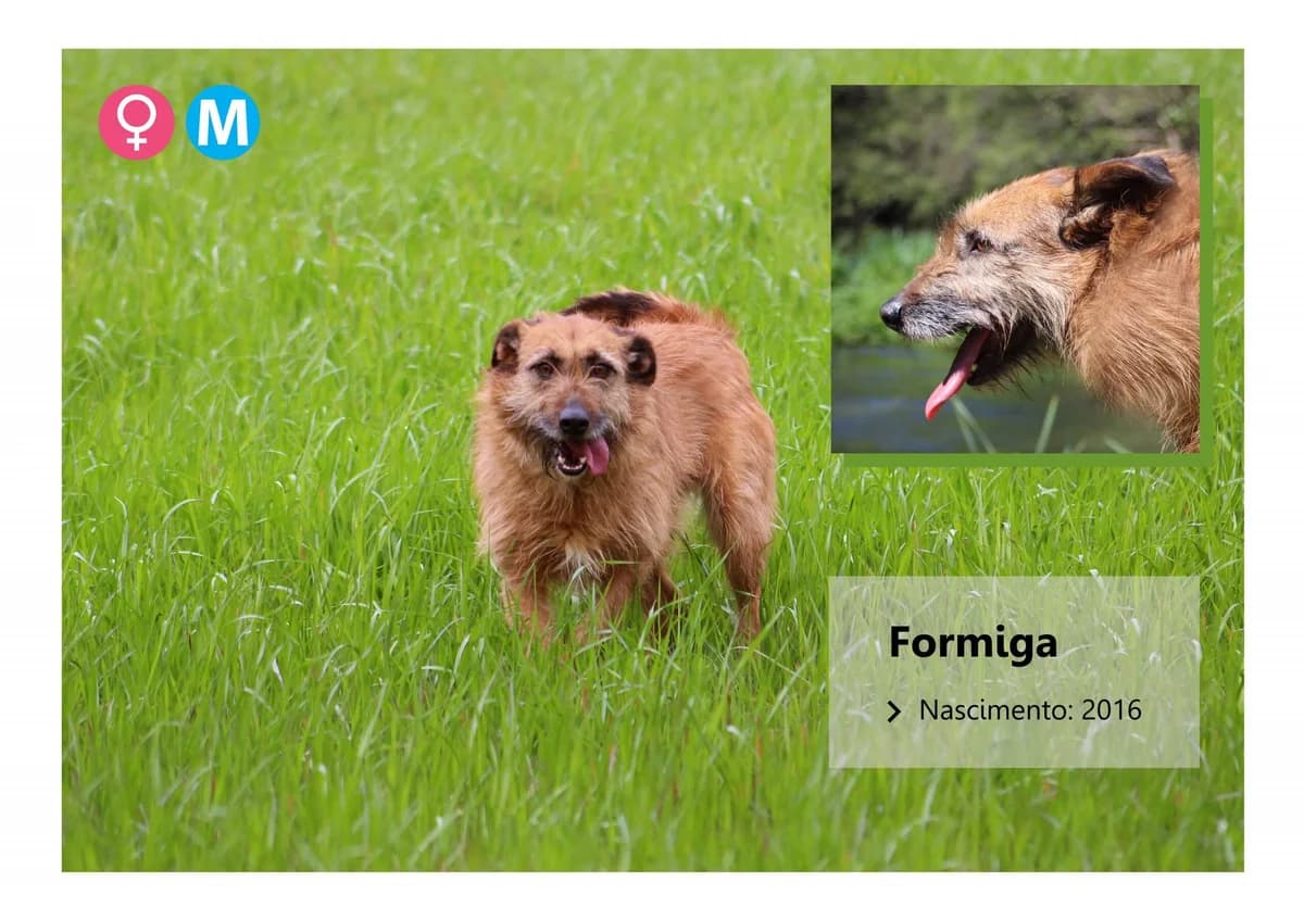 Formiga, Mixed Breed for adoption at ADAAVV