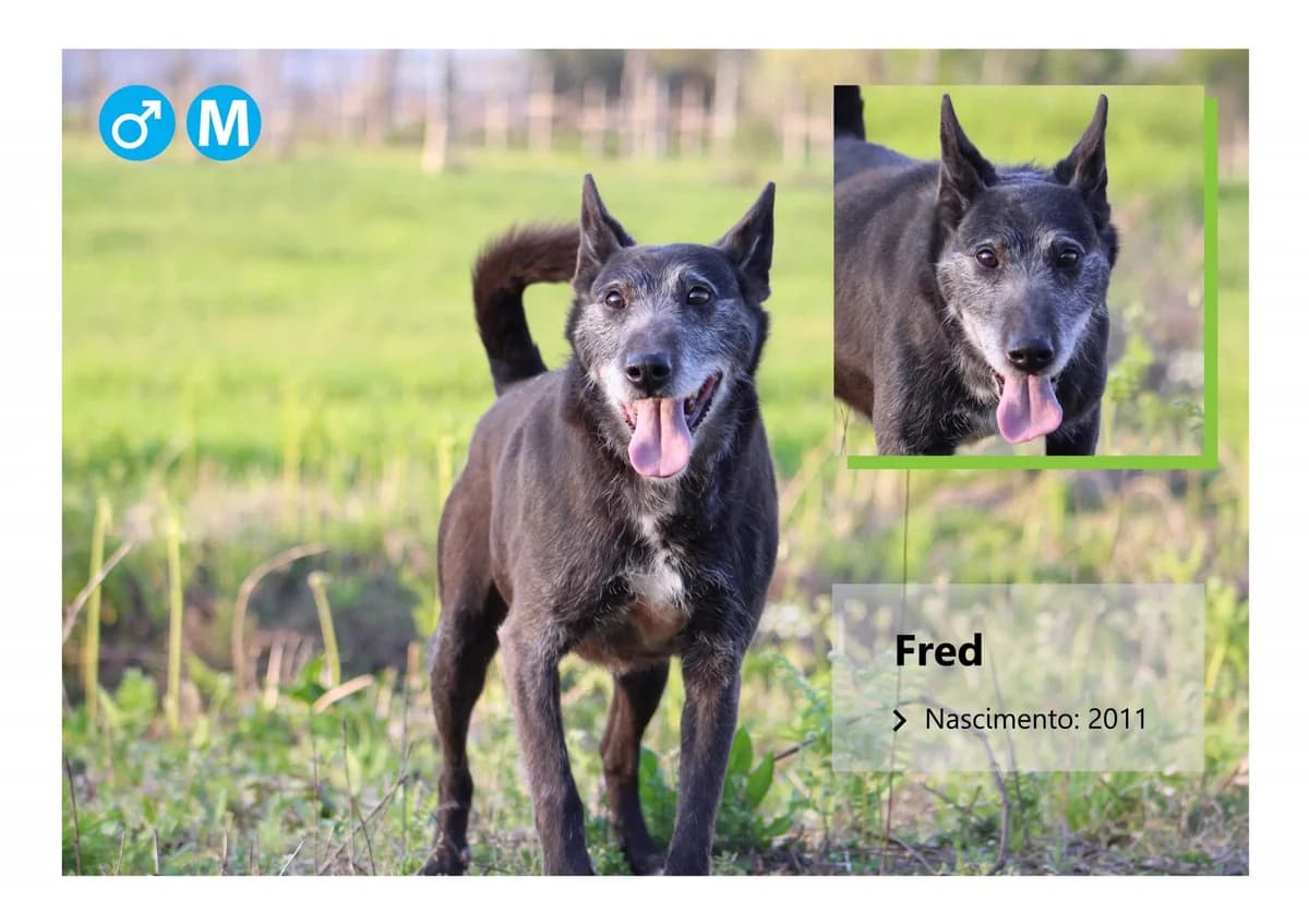 Fred, Mixed Breed for adoption at ADAAVV