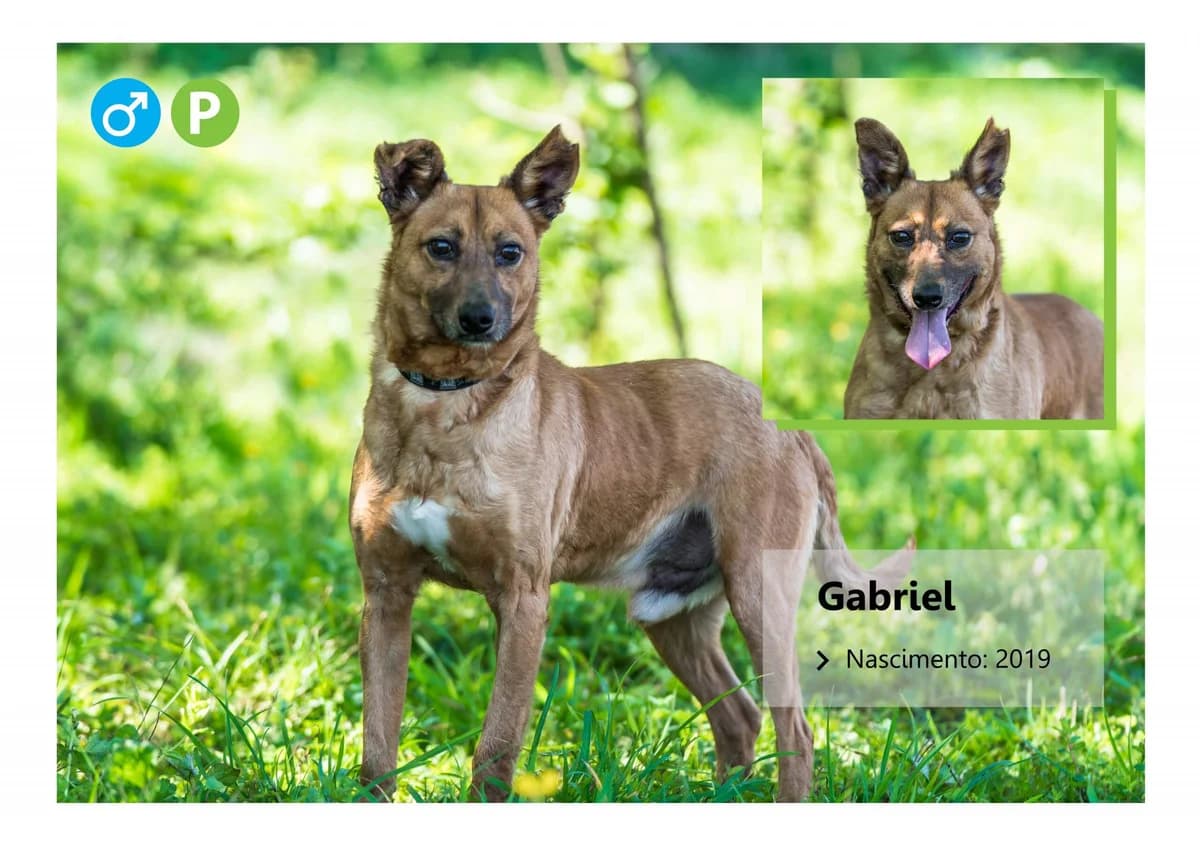 gabriel, Mixed Breed for adoption at ADAAVV