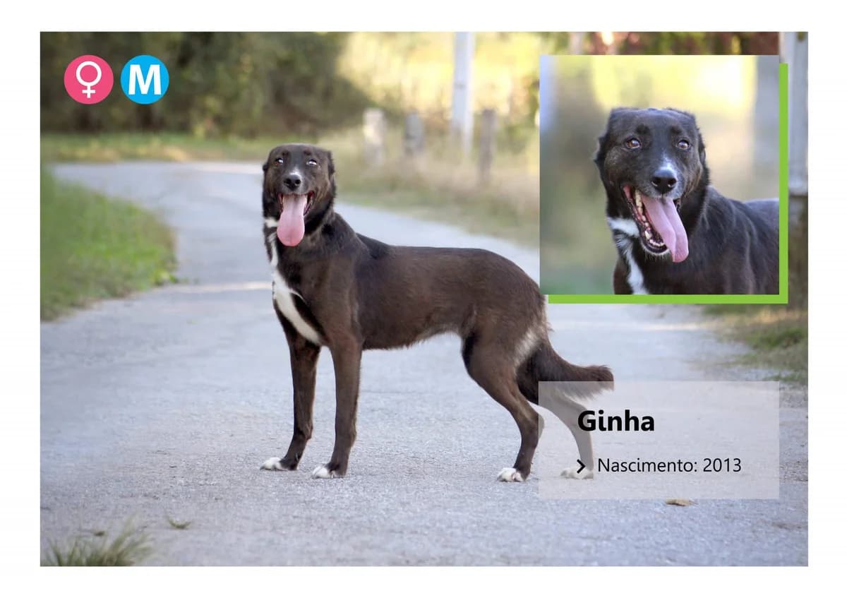 Ginha, Mixed Breed for adoption at ADAAVV