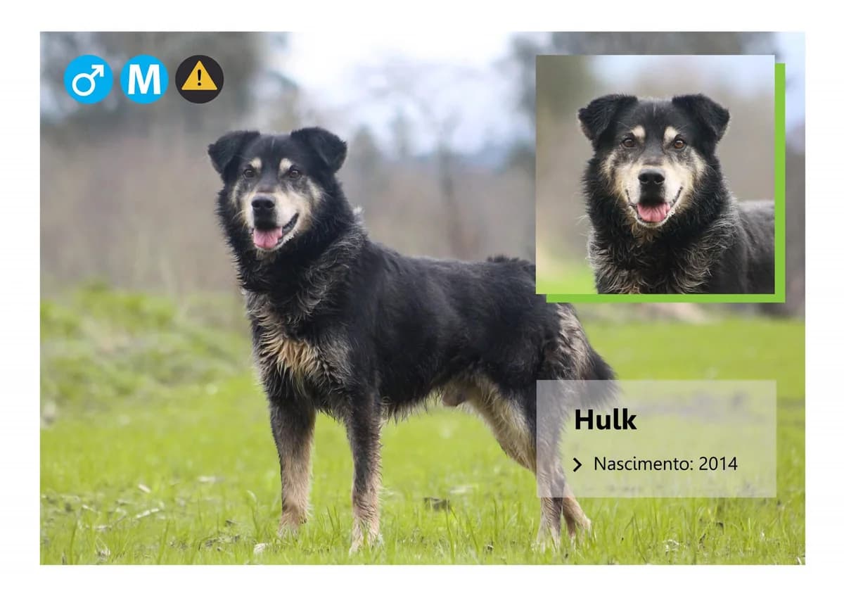 hulk, Mixed Breed for adoption at ADAAVV