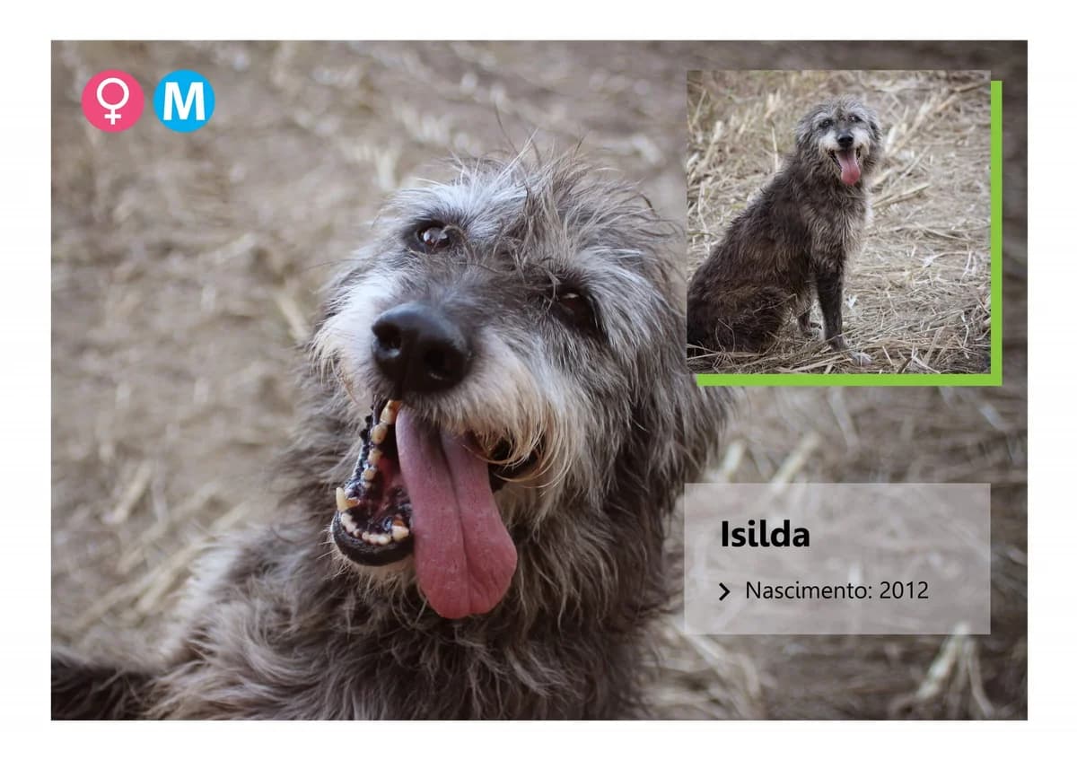Isilda, Mixed Breed for adoption at ADAAVV