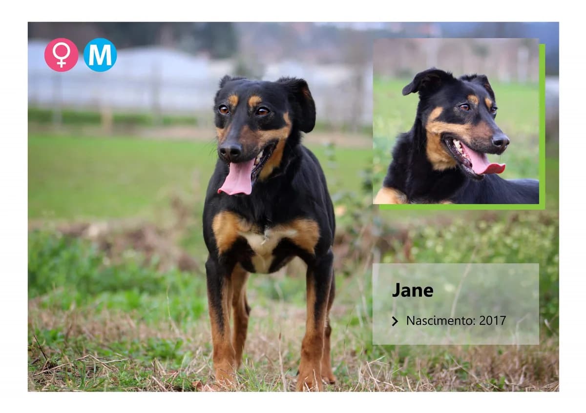 jane, Mixed Breed for adoption at ADAAVV
