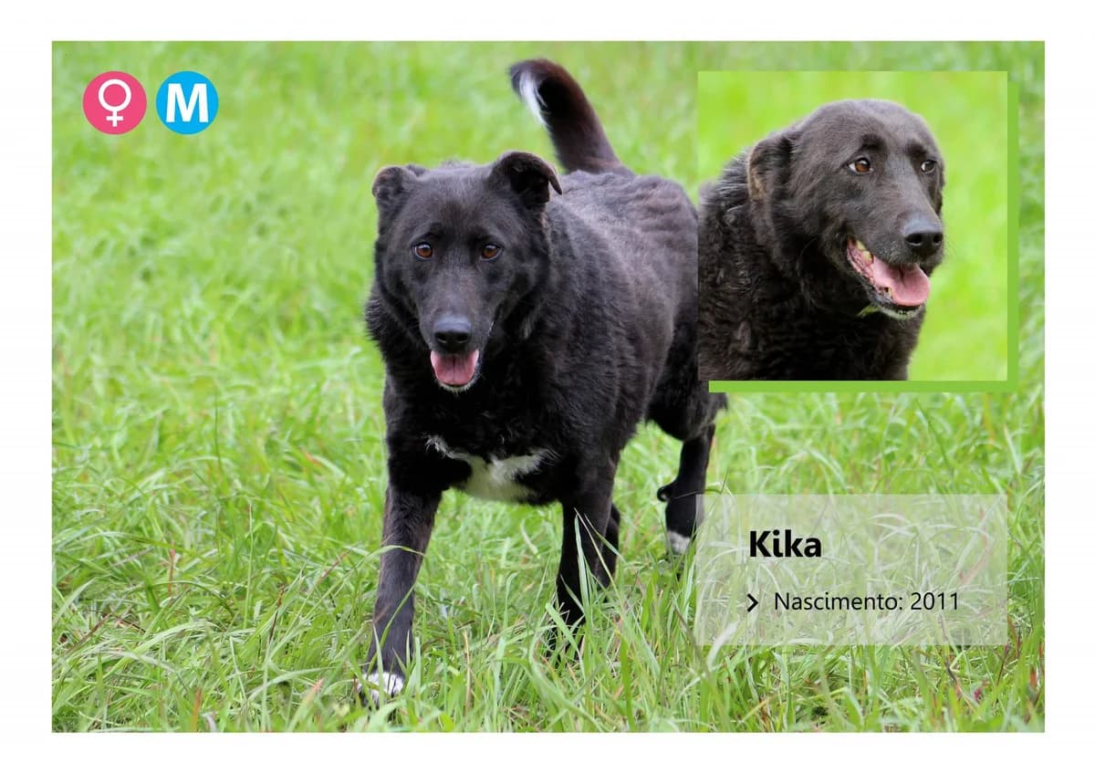 Kika, Mixed Breed for adoption at ADAAVV