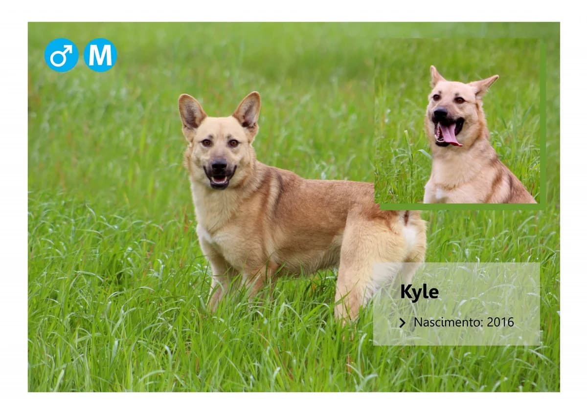 Kyle, Mixed Breed for adoption at ADAAVV